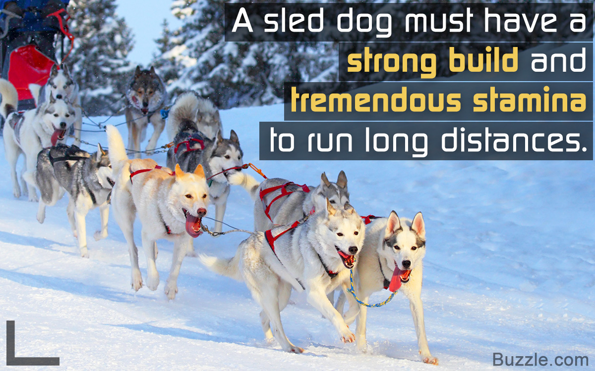 Facts About Sled Dogs