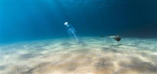 Plastic pollution affects sea life