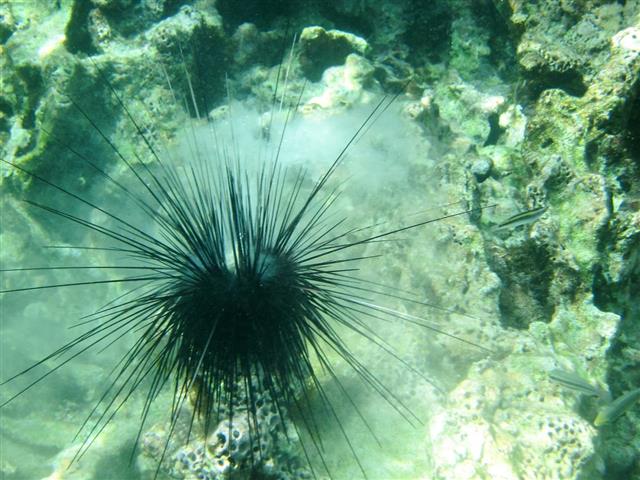 Sea Urchin Releasing Egg Cloud