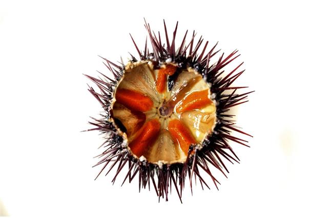 Overview on Sea Urchins