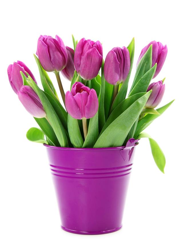 Purple tulips in bucket