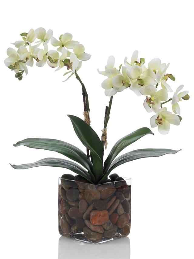White phalaenopsis orchid on white background