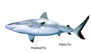 Large gray shark isolated
