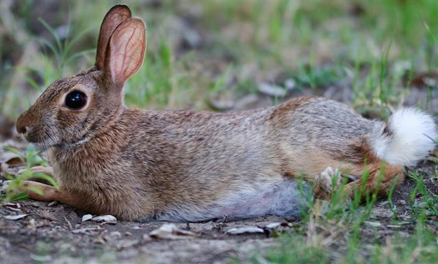 Cottontail bunny rabbit with white buff tail