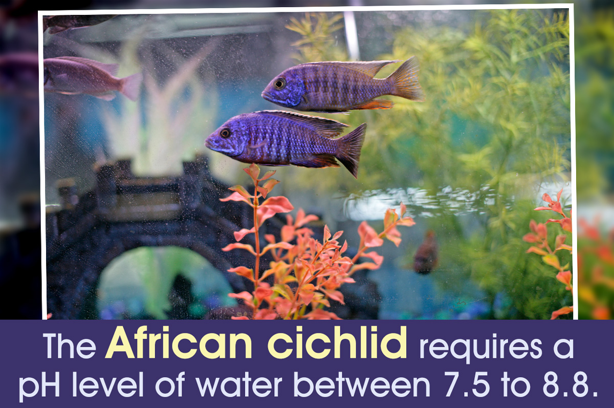 How to Setup an African Cichlid Tank