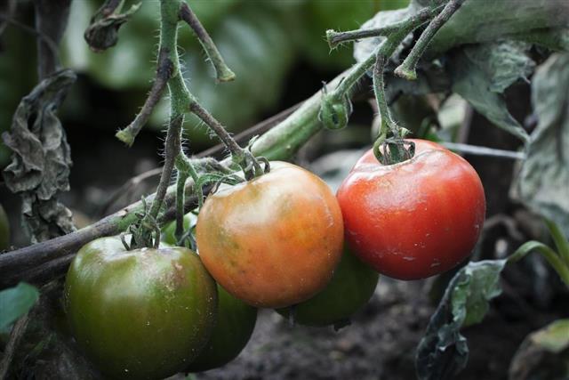 Tomatoes destroyed with rot