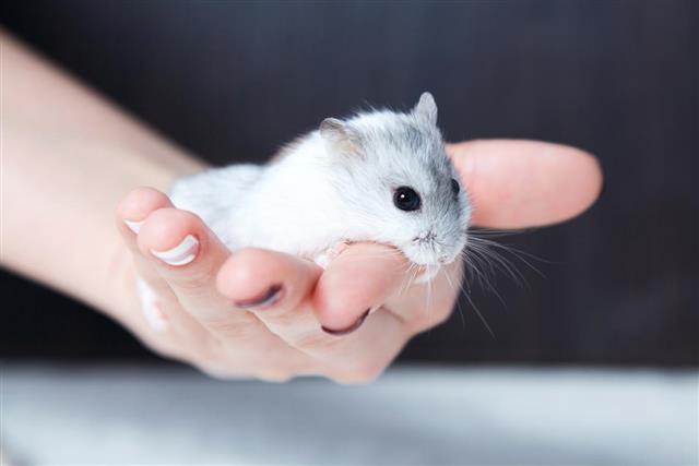 Cute chinese dwarf hamster