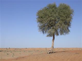 Ghaf tree in desert, United Arab Emirates