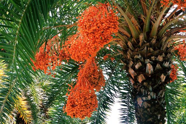 Dates on date palm tree