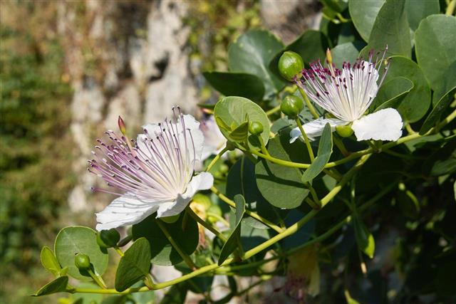 Caper plant in bloom