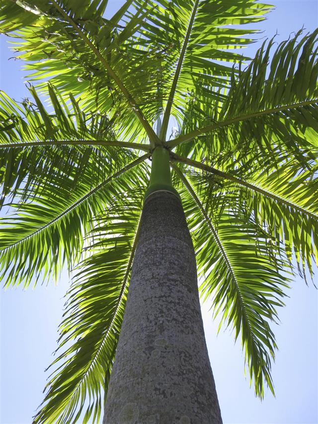 Royal palm, Roystonea regia