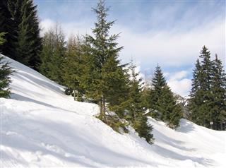 Fir and pine trees