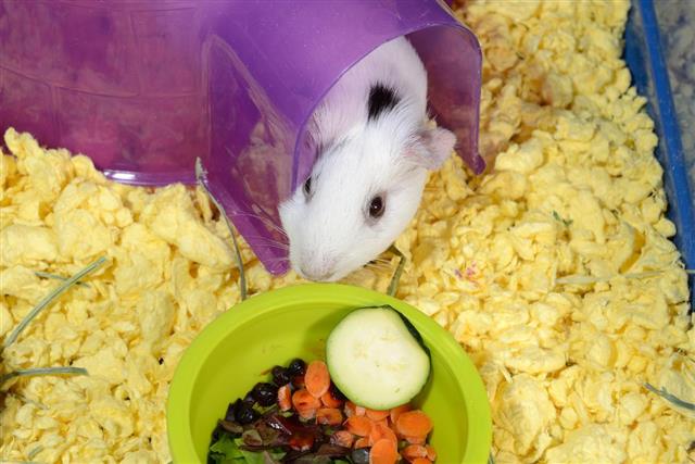 Guinea Pig And Bowl of Vegetables