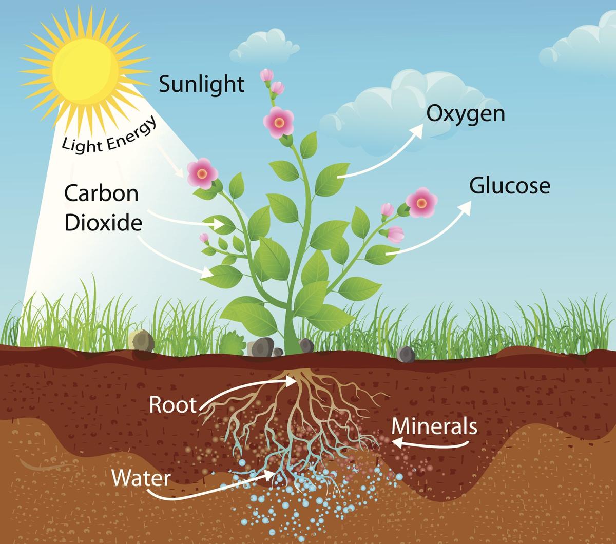 How Is Photosynthesis Related To Cellular Respiration Biology Wise