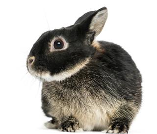 Dwarf rabbit, one year old, isolated on white