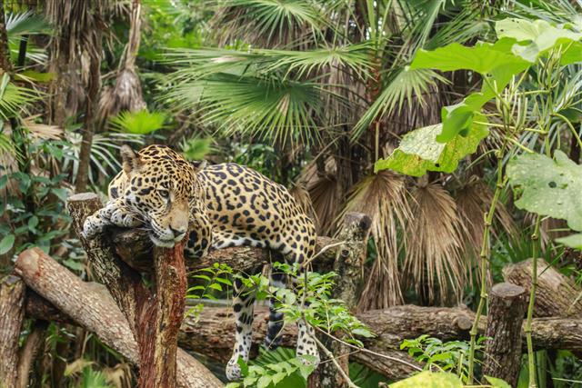 Jaguar in zoo park