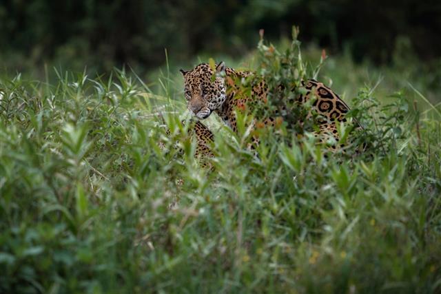 American jaguars mating in the nature habitat