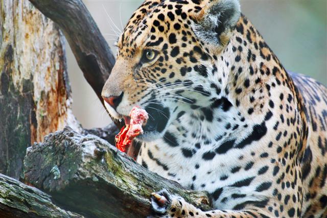 Eating Jaguar