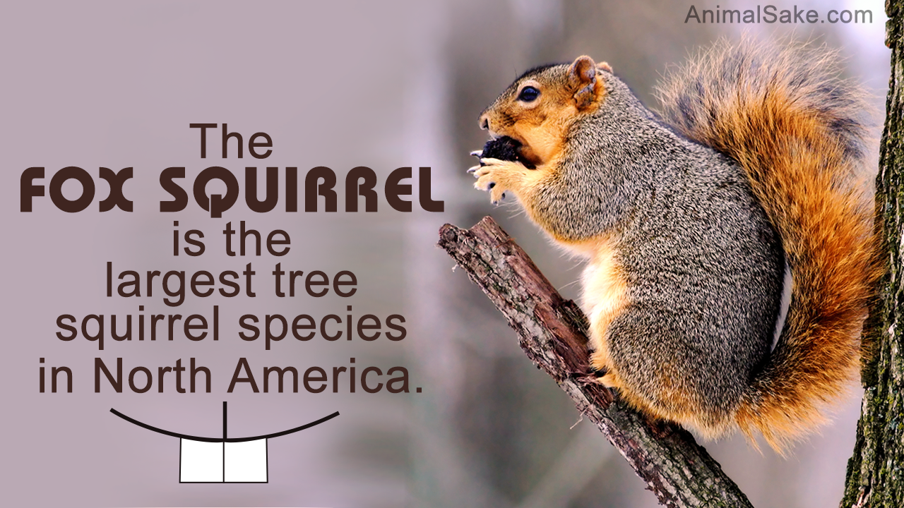 Fox Squirrel Facts