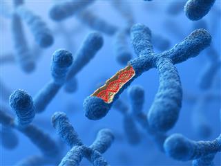 Chromosome. DNA