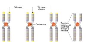 Telomere and centromere