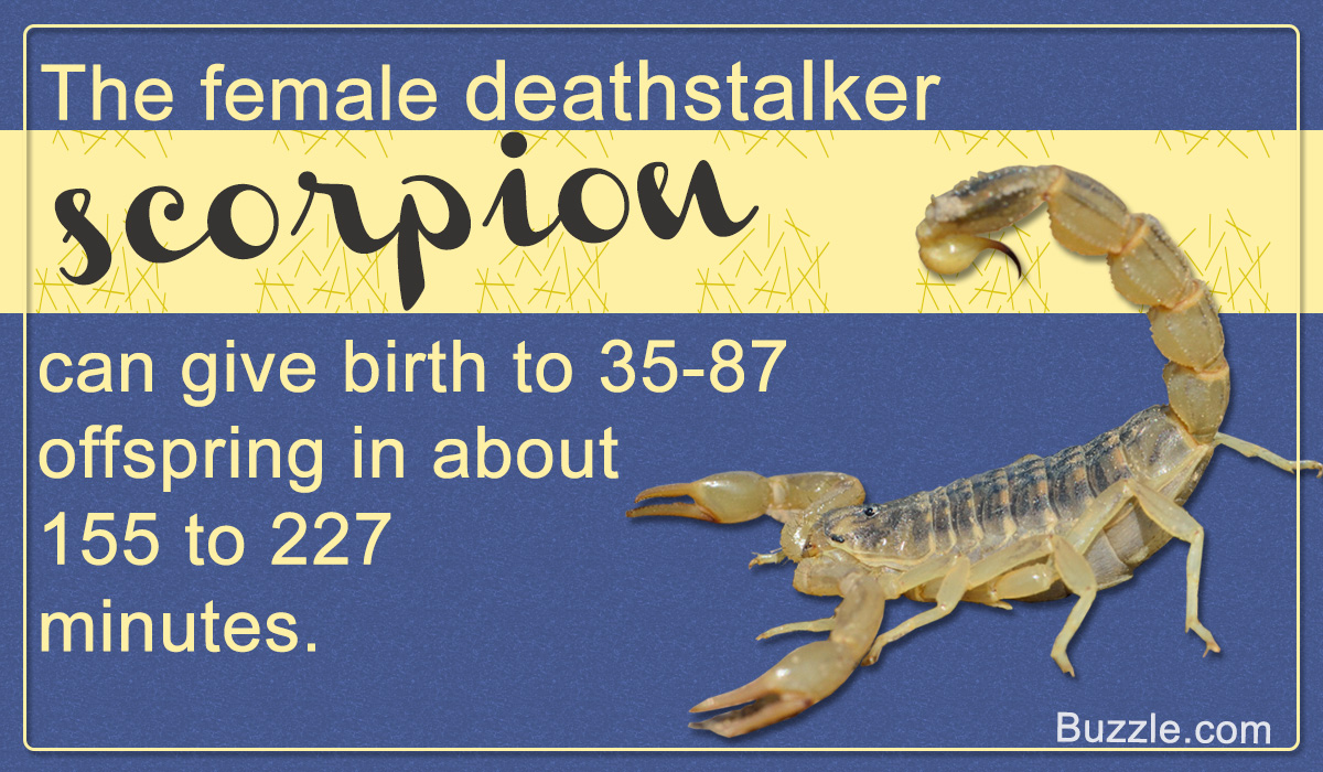 Deathstalker Scorpion Facts