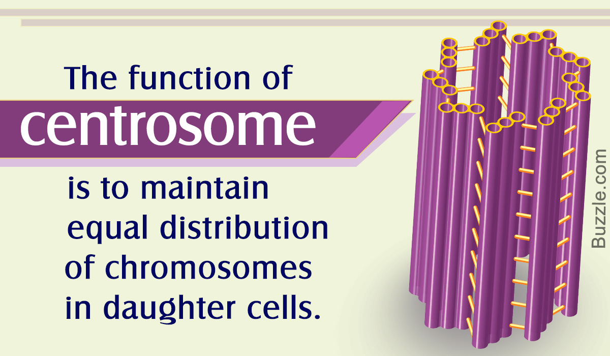 The Major Functions of a Centrosome and its Role in Cell Division - Biology  Wise