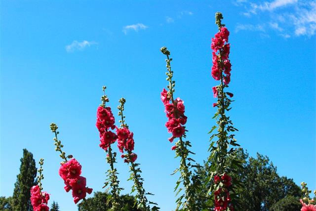 Image of tall pink / red hollyhock flowers (Alcea rosea) / biennial