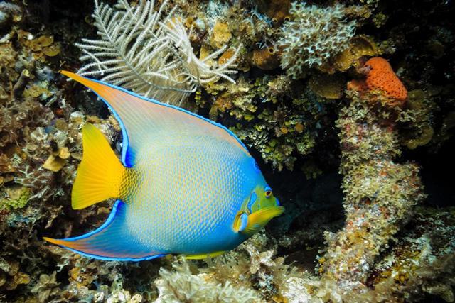 Blue Tropical Queen Angelfish on coral reef
