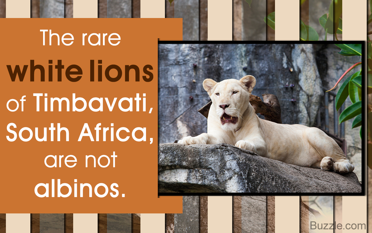 White Lion Facts - Animal Sake