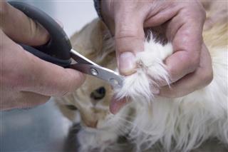 Veterinarian cutting nails of cat