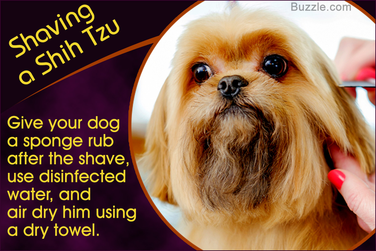 How to Shave Your Shih Tzu
