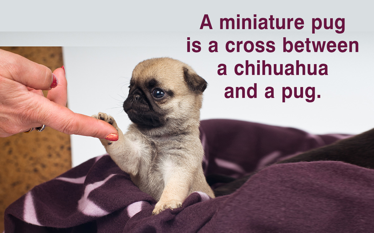 Miniature Pug
