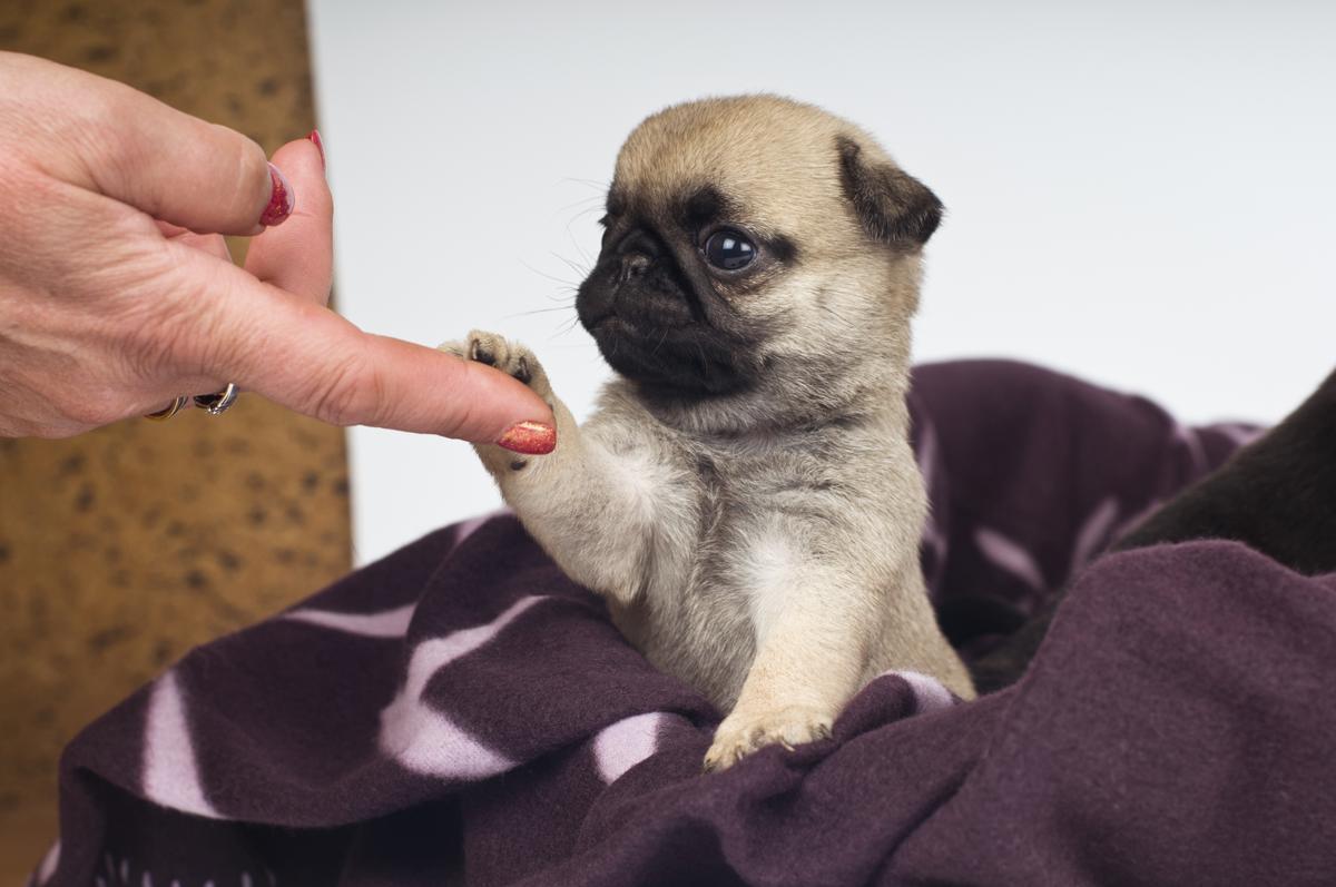 Miniature Pug - DogAppy