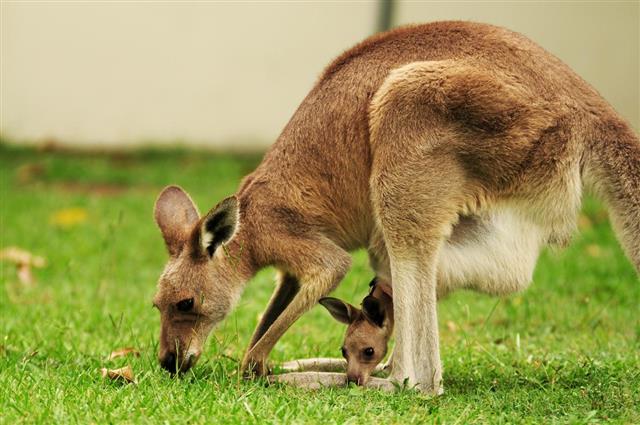 Kangaroo and Joey, (Mother and Child)