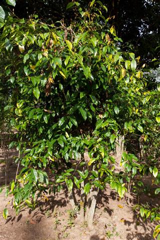 Gnetum gnemon tree, Melinjo