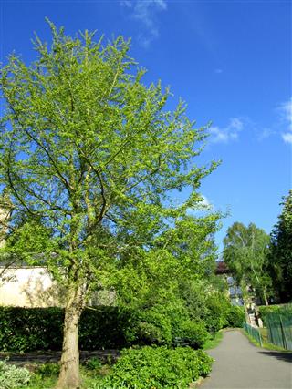 Image of ginkgo biloba tree (maidenhair fern tree) leaves, branches