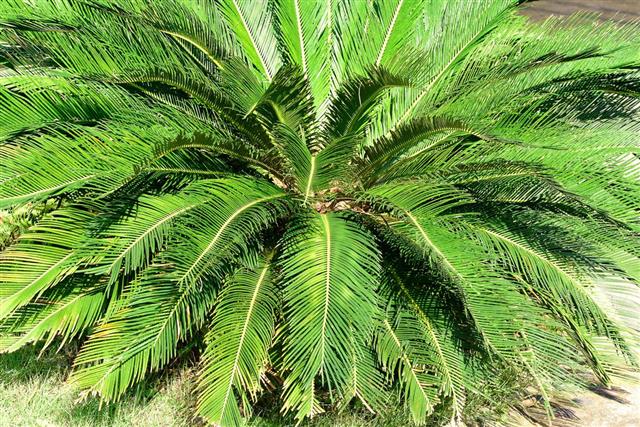 Cycads leaves