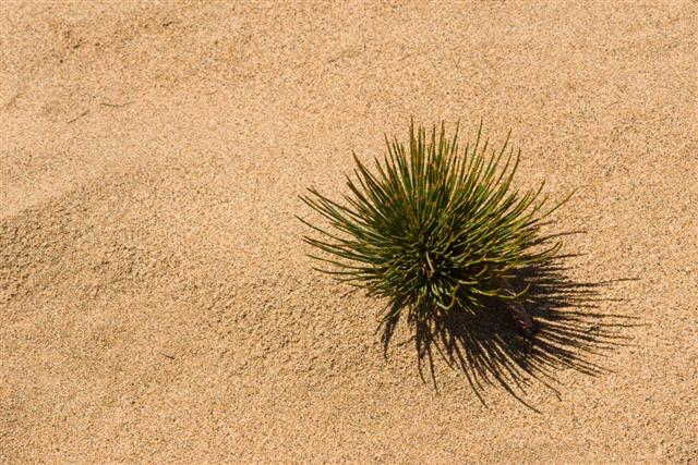 Ephedra in a sand