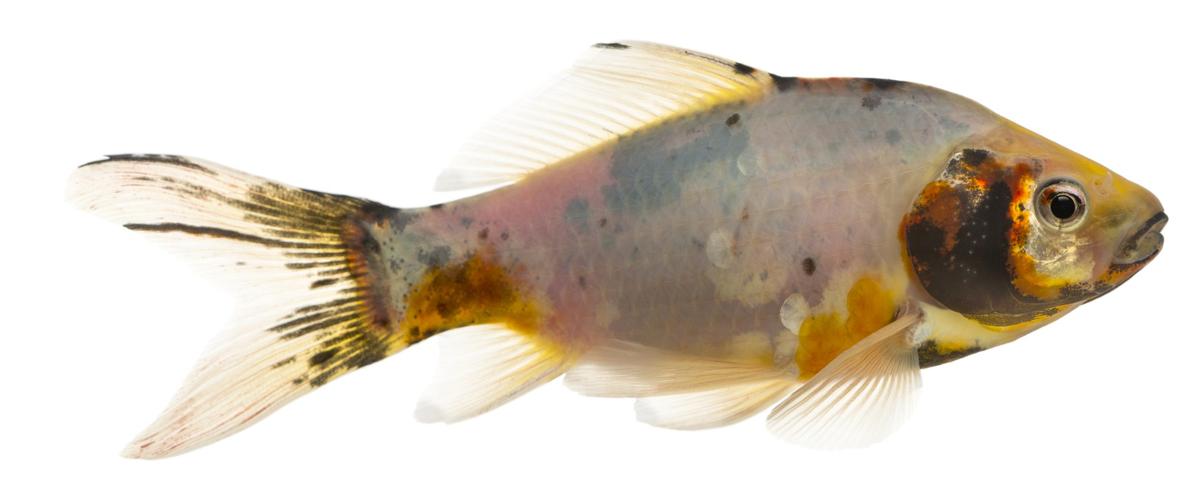 Get These Non aggressive  Freshwater Fish to Have a 