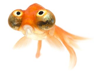 Celestial Eye goldfish