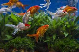 Different fishes in fish tank