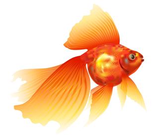 Veil Tail goldfish