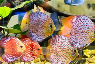 Pompadour Fish