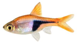 Rasbora fish