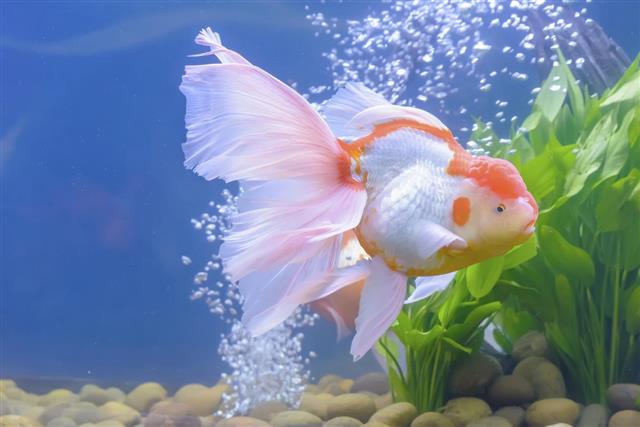 Ranchu goldfish