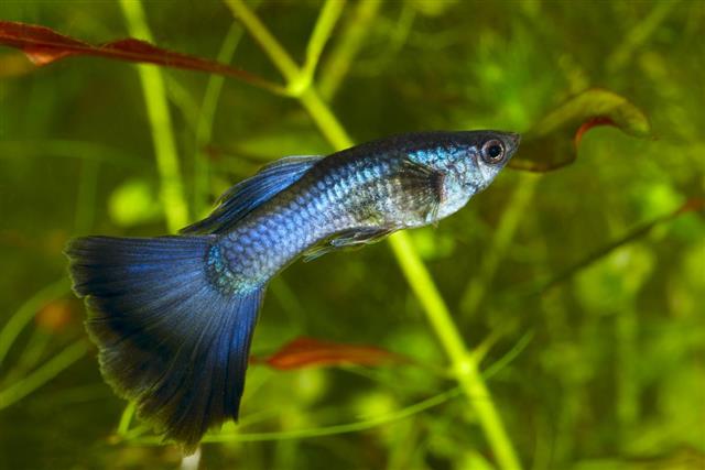 Moscow Guppy fish