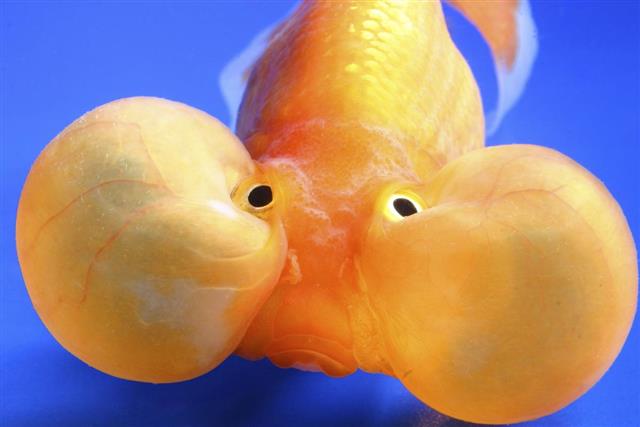 Bubble Eye goldfish