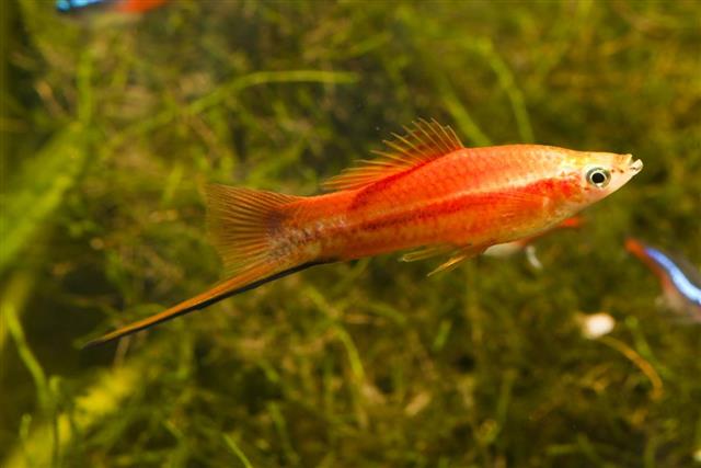 Swordtail fish