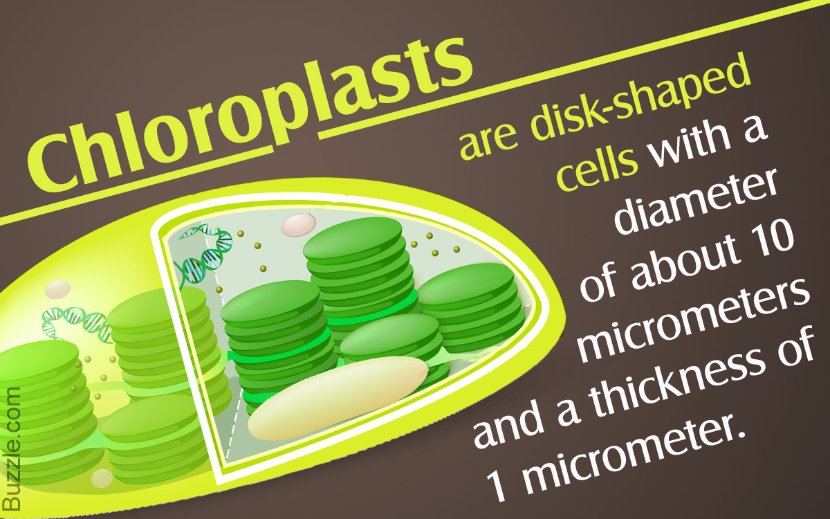 Chloroplast Facts